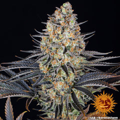 LSD (Barneys Farm) feminisiert Cannabis Samen von Barneys Farm