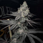Lucid Vision (Solfire Gardens) feminized