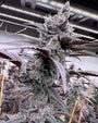 Lung Buster (Solfire Gardens) feminized