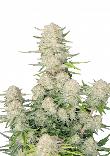 Apricot Auto (FastBuds)