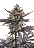 Banana Purple Punch Auto RF3 (FastBuds) Cannabis Samen von Fastbuds