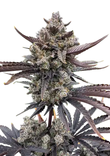 Banana Purple Punch Auto RF3 (FastBuds)