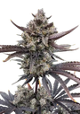 Banana Purple Punch Auto RF3 (FastBuds)