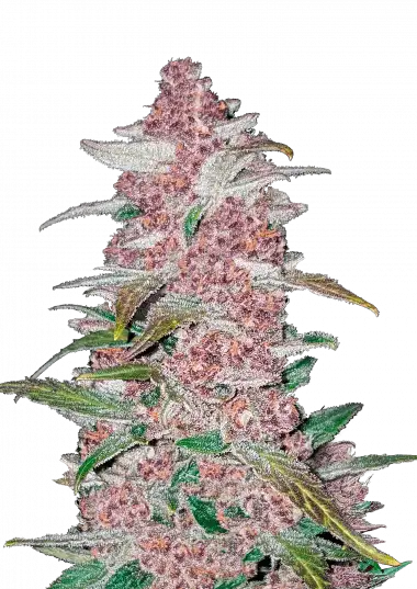 Blackberry Auto (FastBuds) Cannabis Samen von FastBuds