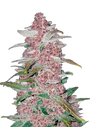Blackberry Auto (FastBuds)