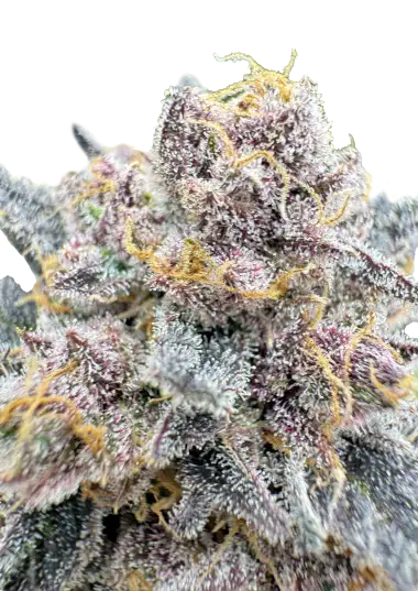 Cherry Cola Auto RF3 (FastBuds)