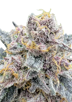 Cherry Cola Auto RF3 (FastBuds) Cannabis Samen von Fastbuds