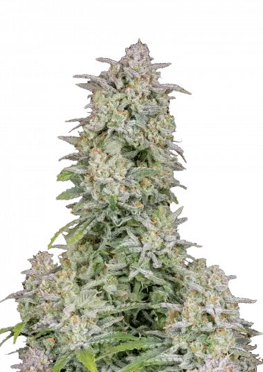 Forbidden Runtz Auto (Fast Buds)