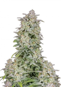 Forbidden Runtz Auto (FastBuds)