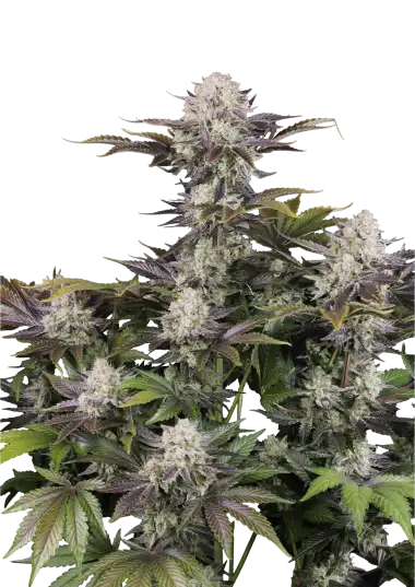 Frostbanger F4 Auto (FastBuds)