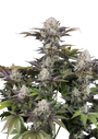 Frostbanger F4 Auto (FastBuds)