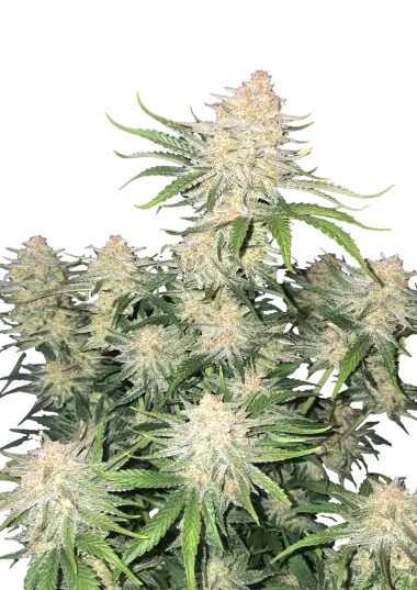 Frostbanger Auto (FastBuds)