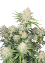 Frostbanger Auto (FastBuds)
