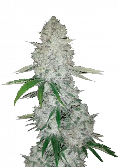 OG Kush Auto (FastBuds) Cannabis Samen von FastBuds