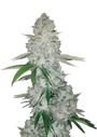 OG Kush Auto (FastBuds)