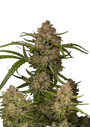 Guava Auto (Fast Buds)