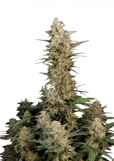 Critical Auto (Fast Buds) Cannabis Samen von Fastbuds