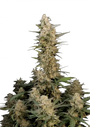 Critical Auto (Fast Buds)