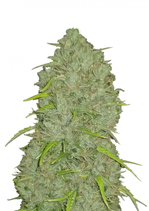 Original Jack Herer Auto (FastBuds) Cannabis Samen von Fastbuds