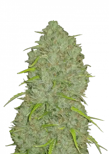Original Jack Herer Auto (Fast Buds)