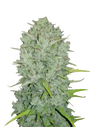 Original Northern Lights Auto (Fast Buds)