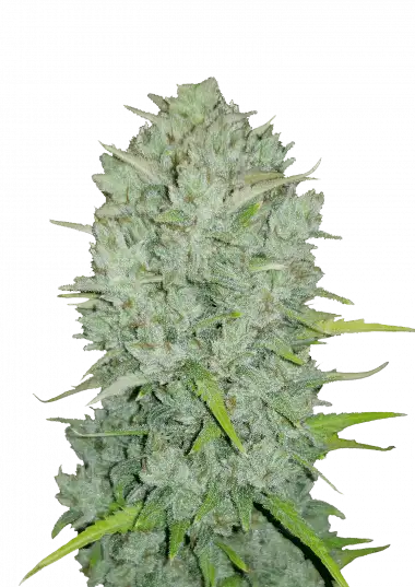 Northern Lights Auto Cannabis Samen Packung