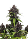 Purple Haze Auto (FastBuds)