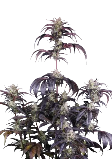 Strawberry Gorilla RF3 Auto (FastBuds)