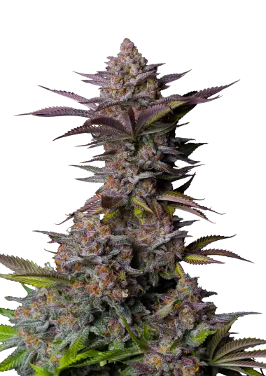 Tropicana Cookies FF (FastBuds) feminisiert