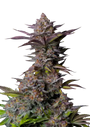 Tropicana Cookies FF (FastBuds) Feminized