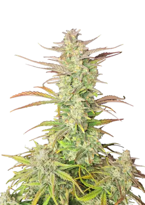 Z-Up Auto (FastBuds) Cannabis Samen von Fastbuds