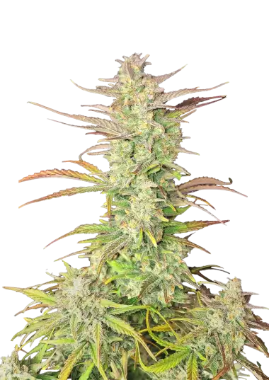 Z-Up Auto (FastBuds)