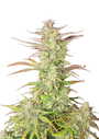 Z-Up Auto (FastBuds)