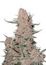 Ztrawberriez Auto (FastBuds)