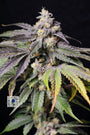 Midnight (Lovin In Her Eyes) feminized