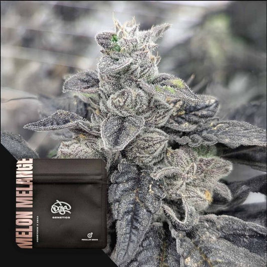 Melon Melange (Doja) Regulär