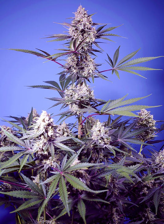 Mental Rainbow F1 Fast (Sweet Seeds) feminisiert Cannabis Samen von Sweet Seeds