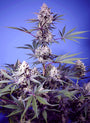 Mental Rainbow F1 Fast (Sweet Seeds) feminisiert