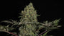 Mentha de Croco 'Fern-Type' (TerpyZ Mutant Genetics) Regulär