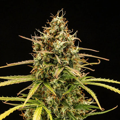 Milky Way F1 Auto (Royal Queen Seeds)