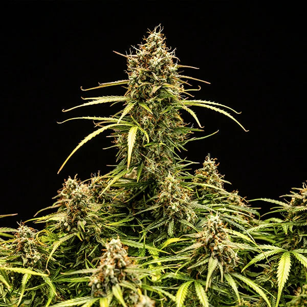 Milky Way F1 Auto (Royal Queen Seeds)
