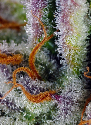 Mimosa Bruce Banner XL Auto (Sweet Seeds) Cannabis Samen von Sweet Seeds