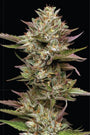 Moon Fog (Humboldt Seed Co.) Feminized