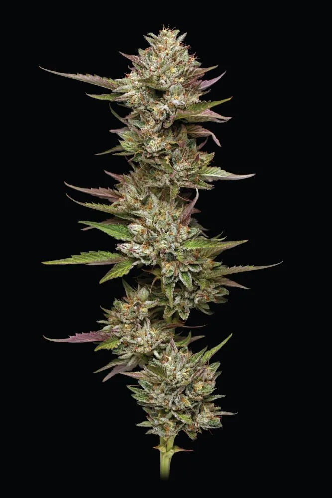 Moon Fog (Humboldt Seed Co.) feminisiert
