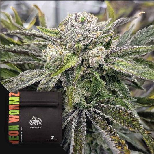 Neon Wormz (Doja) Regulär