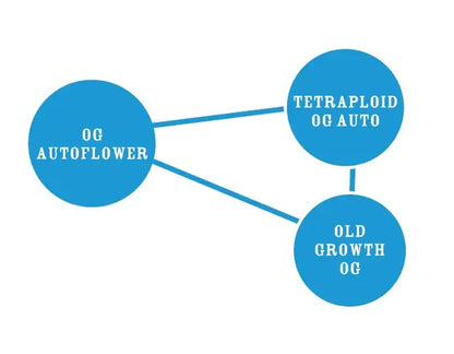 OG Triploid Auto (Humboldt Seed Co.)