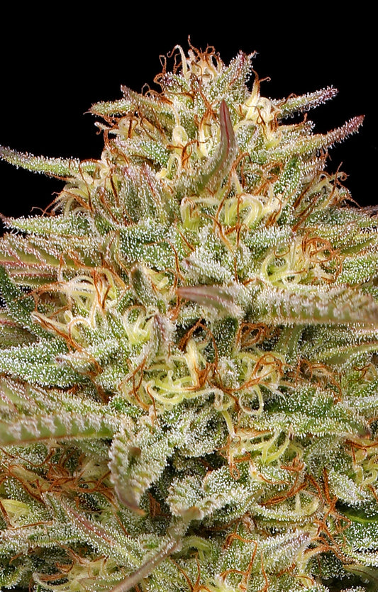 Orange Creampop (Humboldt Seed Co.) feminisiert