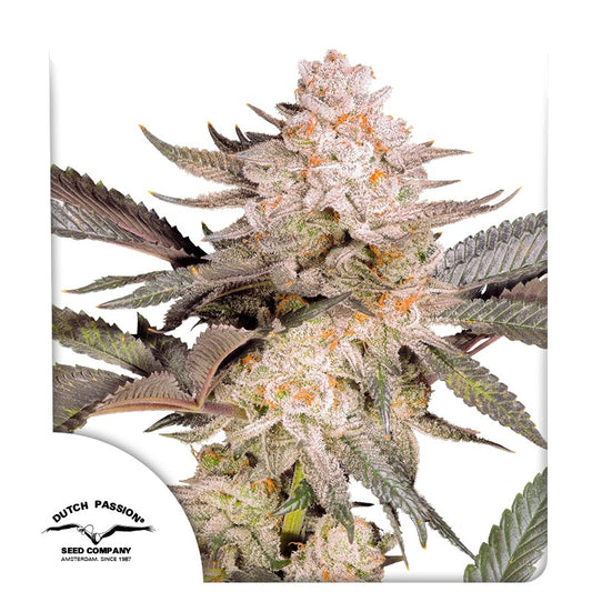 Orange Bud 2.0 (Dutch Passion) feminisiert Cannabis Samen von Dutch Passion