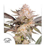 Orange Bud 2.0 (Dutch Passion) feminisiert