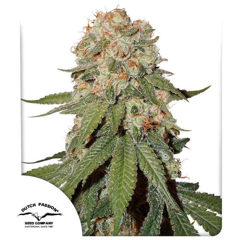 Orange Bud (Dutch Passion) feminisiert Cannabis Samen von Dutch Passion